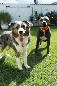 American Pit Bull Terrier and Miniature American Shepherd dogs playing in the grassy garden. Blue nose and Blue Merle. Sunny day