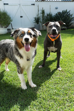 American Pit Bull Terrier and Miniature American Shepherd dogs playing in the grassy garden. Blue nose and Blue Merle. Sunny day