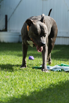 American Pit Bull Terrier dog playing in the grassy garden. Blue nose. Sunny day