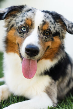 Miniature American Shepherd dog playing in the lawn. Blue merle. Sunny day