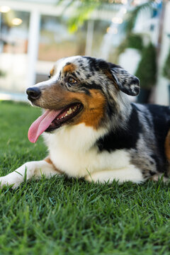 Miniature American Shepherd dog playing in the lawn. Blue merle. Sunny day