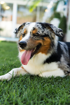 Miniature American Shepherd dog playing in the lawn. Blue merle. Sunny day