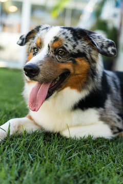 Miniature American Shepherd dog playing in the lawn. Blue merle. Sunny day