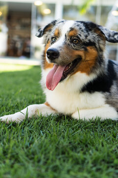 Miniature American Shepherd dog playing in the lawn. Blue merle. Sunny day