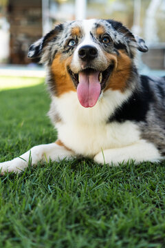 Miniature American Shepherd dog playing in the lawn. Blue merle. Sunny day