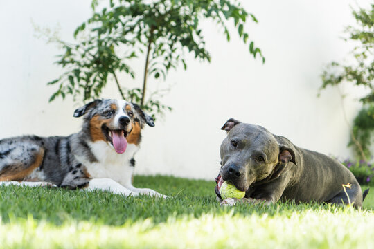 American Pit Bull Terrier and Miniature American Shepherd dogs playing in the grassy garden. Blue nose and Blue Merle. Sunny day