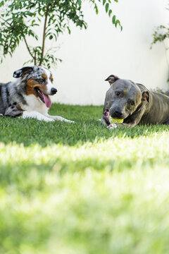 American Pit Bull Terrier and Miniature American Shepherd dogs playing in the grassy garden. Blue nose and Blue Merle. Sunny day