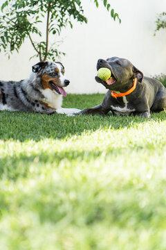 American Pit Bull Terrier and Miniature American Shepherd dogs playing in the grassy garden. Blue nose and Blue Merle. Sunny day