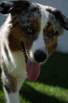 Miniature American Shepherd dog playing in the lawn. Blue merle. Sunny day