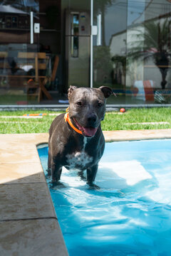 American Pit Bull Terrier in the pool. Blue nose. Adult dog swimming.