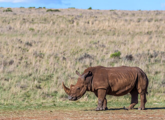 Fototapeta premium Rhino horn portrait in Africa