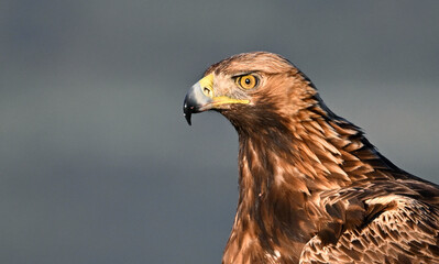 Naklejka premium a powerful golden eagle (aquila chrysaetos) in the mountain on spain