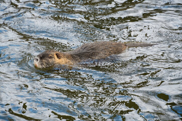 European otter swimming in the water. Wildlife scene from nature.