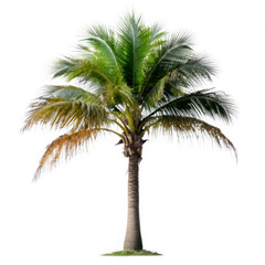 Obraz premium Tall green palm tree with broad leaves and brown trunk transparent... isolated on a transparent background
