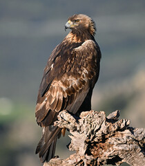Fototapeta premium a powerful golden eagle (aquila chrysaetos) in the mountain on spain