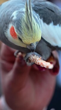 Close-up of a grey nymph feeding on seeds