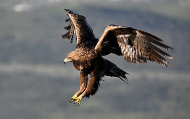 Obraz premium a powerful golden eagle (aquila chrysaetos) in the mountain on spain