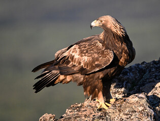 Fototapeta premium a majestic golden eagle in the mountain