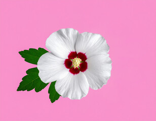 식물-꽃-무궁화-무궁화 꽃-무궁화 잎-한국꽃-흰색 무궁화꽃-분홍 배경