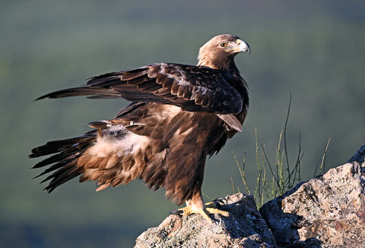 a majestic golden eagle in the mountain on spain
