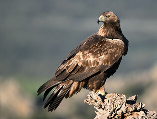 a serious golden eagle (aquila chrysaetos) perched on the rock