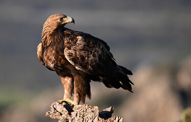 Fototapeta premium a majestic golden eagle in the mountain on spain
