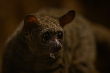 Fototapeta premium Garnett’s greater galago in night lighting inside a zoo.