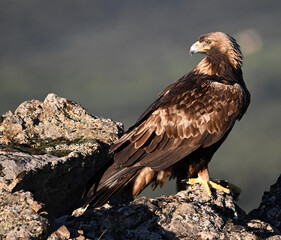 Fototapeta premium a majestic golden eagle in the mountain