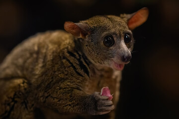 Fototapeta premium Garnett’s greater galago in night lighting inside a zoo.