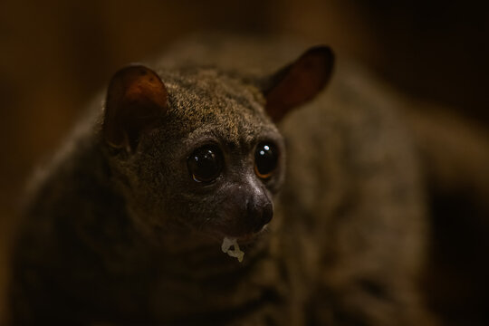 Garnett&rsquo;s greater galago in night lighting inside a zoo.