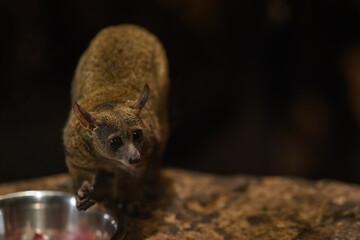 Fototapeta premium Garnett’s greater galago in night lighting inside a zoo.