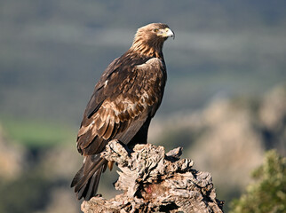 Fototapeta premium a majestic golden eagle in the mountain on spain