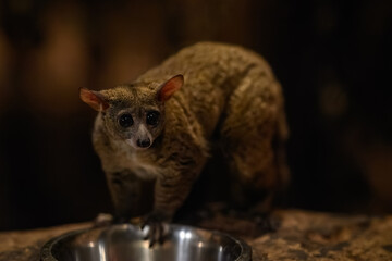 Fototapeta premium Garnett’s greater galago in night lighting inside a zoo.