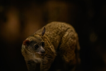 Fototapeta premium Garnett’s greater galago in night lighting inside a zoo.