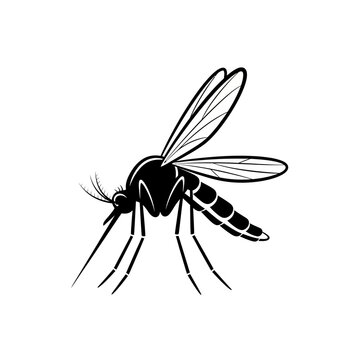 Black mosquito with spread wings.