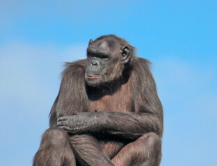 Naklejka premium chimpanzé