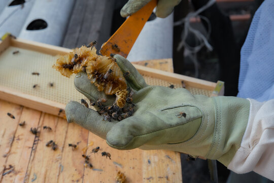 Close up of beekeeper holding fresh honeycomb during hive inspection