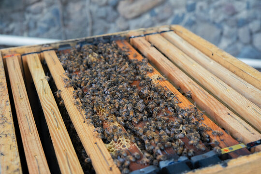 Open beehive box with frames covered in honey bees