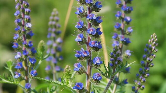 Blue Flowers Blooming in Green Field.