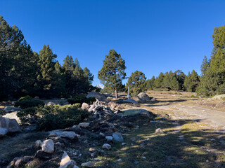 Obraz premium Forest clearing with pines and rocky path in Les Angles