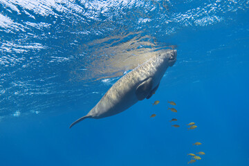 Naklejka premium Dugong (Dugong dugon) underwater. Sea cow in the blue sea.