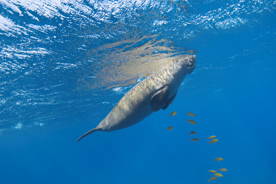 Dugong (Dugong dugon) underwater. Sea cow in the blue sea.