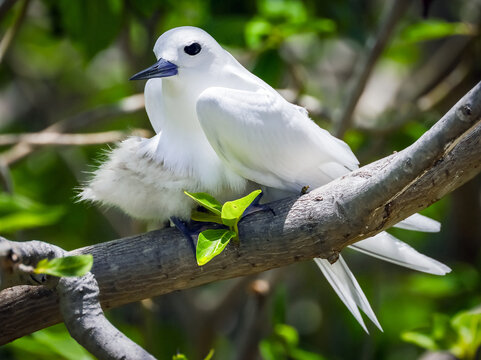 Portrait of a White Tern (Gygis Alba, family Laridae) resting on the branch of a tree on Cocos Island, Rodrigues, Mauritius, Africa Ile aux Cocos / Rodrigues Mauritius, Africa	