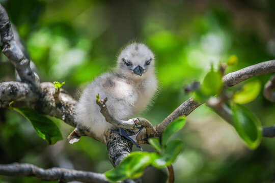 Portrait of a White Tern (Gygis Alba, family Laridae) resting on the branch of a tree on Cocos Island, Rodrigues, Mauritius, Africa Ile aux Cocos / Rodrigues Mauritius, Africa