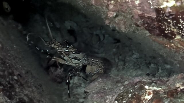 A spotted spiny Lobster seeks shelter amongst the vibrant coral reef during the night. Observe this fascinating creature moving in its natural habitat in the Caribbean.