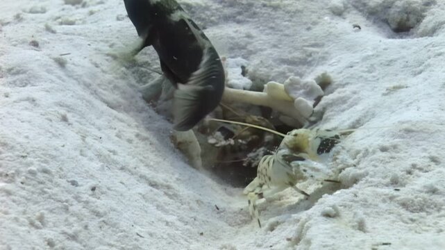 An interesting interaction underwater. A Goby fish and a Mantis shrimp seem to be sharing a burrow in the sand. They are both moving around and interacting near the burrow entrance.