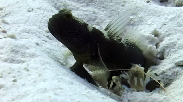 A goby fish rests near the entrance of a burrow on the sandy seafloor. A pistol shrimp shares the burrow. The goby acts as a watchman for the shrimp. A beautiful example of symbiosis