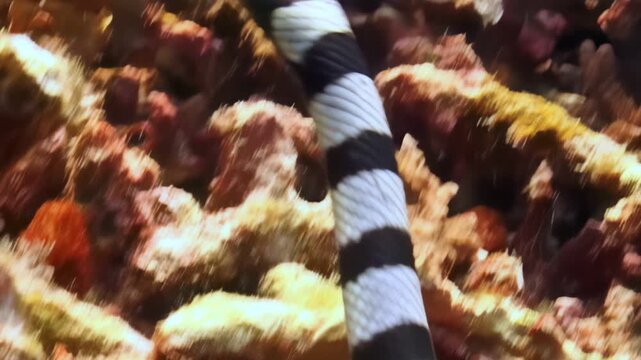 Observe a Banded Sea Krait gracefully navigating the colorful coral reefs. This venomous reptile is filmed in its natural habitat near Raja Ampat during the day.