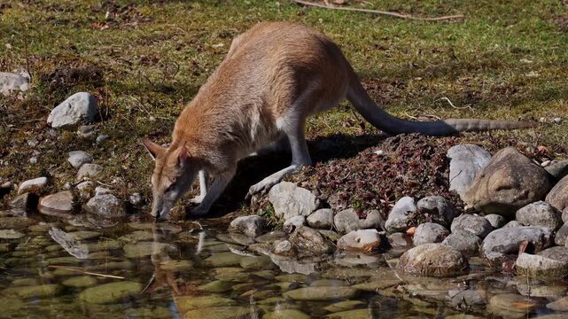 The agile wallaby, Macropus agilis also known as the sandy wallaby is a species of wallaby found in northern Australia and New Guinea.