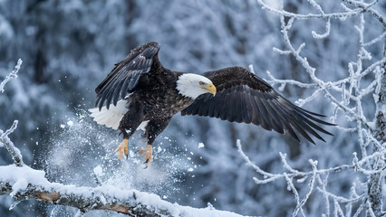 Fototapeta premium Majestic Bald Eagle in Snowy Flight